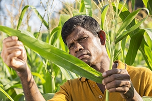 ©FAO/Lekha Edirisinghe 