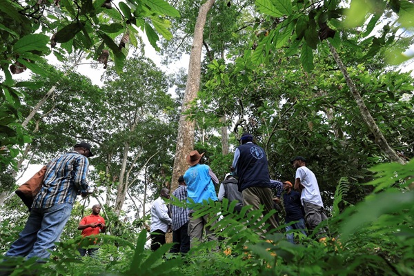 Les participants visitant une plantation de cacao