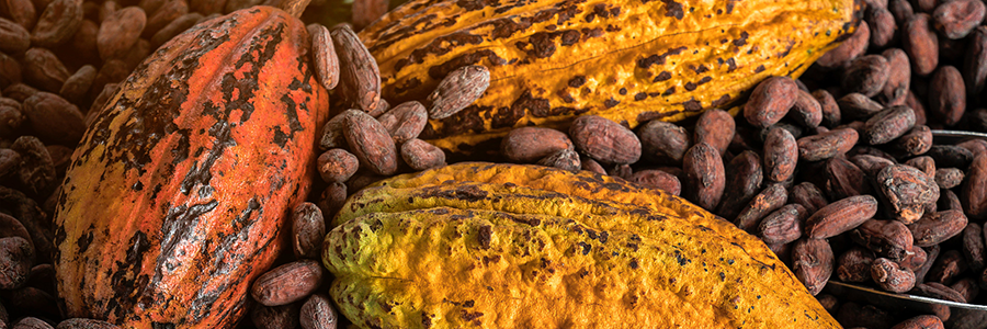 Initiative pour un cacao durable
