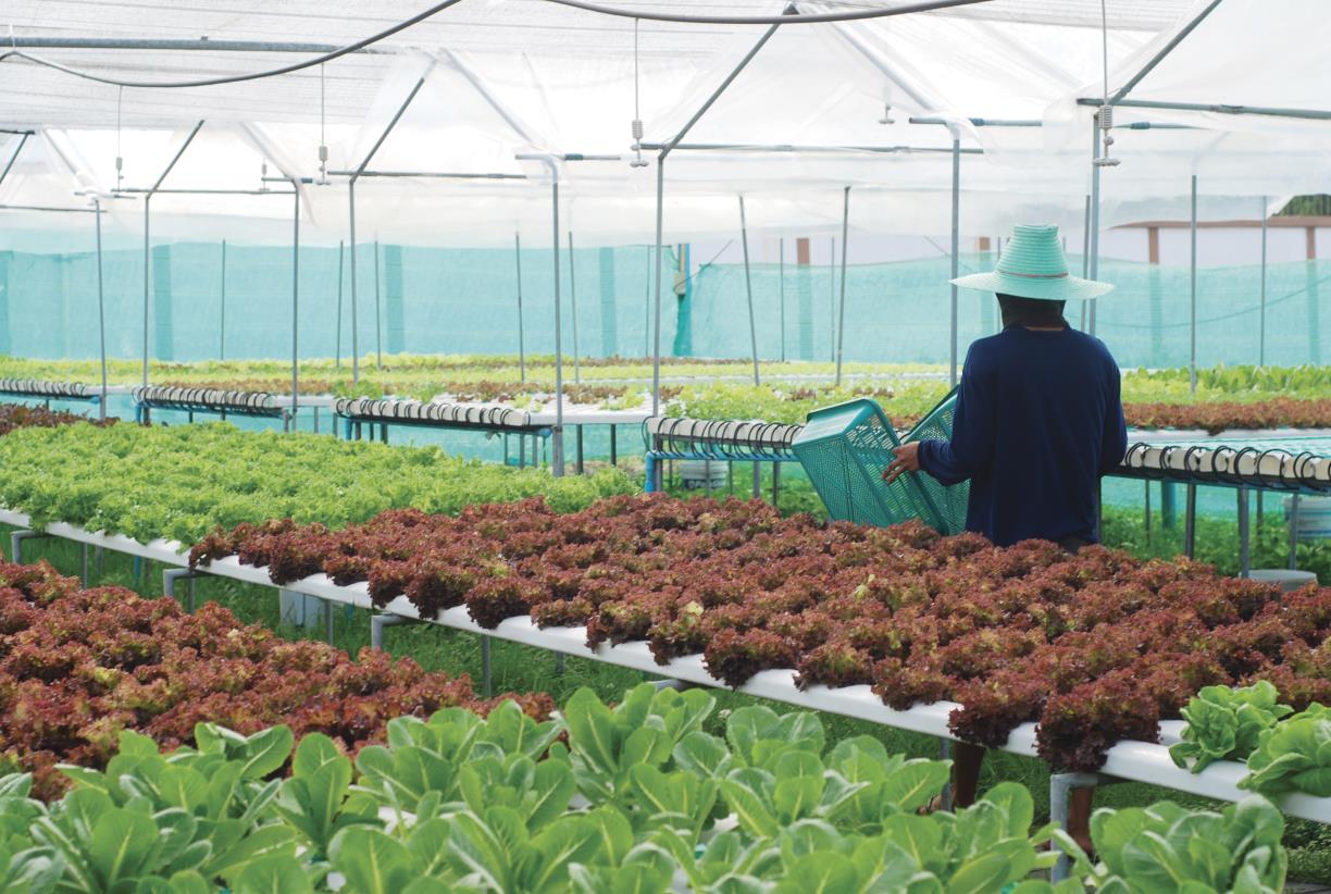 Greater uptake of technologies in Honduras