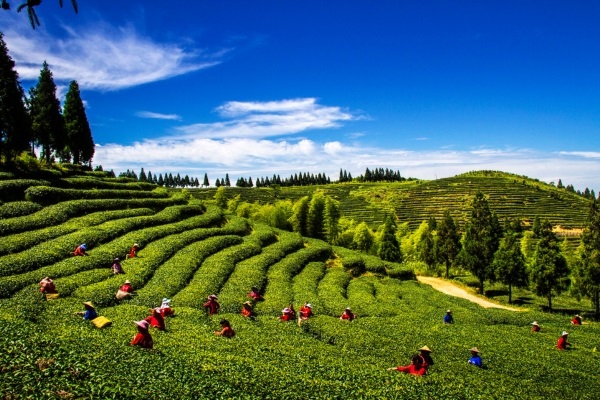 Tea Field