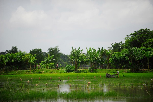 Bangladesh_tillage