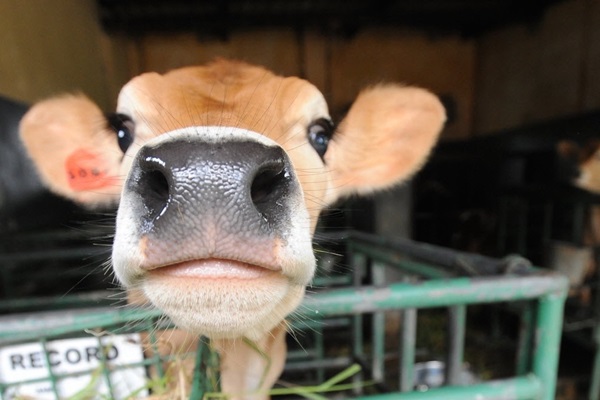 Livestock, Climate and Environment Community of Action Livestock, Climate and Environment Community of Action
